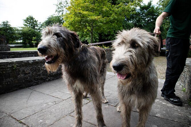 Skip the Line: Bunratty Castle and Folk Park Admission Ticket - Live Entertainment and Working Displays: When the Place Feels Alive