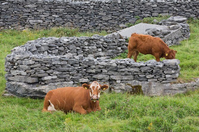 Small Group - Cliffs Cruise, Aran Islands AND Connemara in One Day from Galway - Inis Oirr (Inisheer): Your Island Window to the Aran Lifestyle