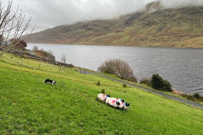 Small Group Kylemore Abbey, Sheepdog Demo & Connemara Tour - Leenane and Killary Fjord: lunch with real coastline views