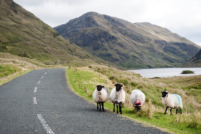 Small Group Kylemore Abbey, Sheepdog Demo & Connemara Tour - Joyce Country Sheepdogs: working dogs, friendly interaction, and farm life