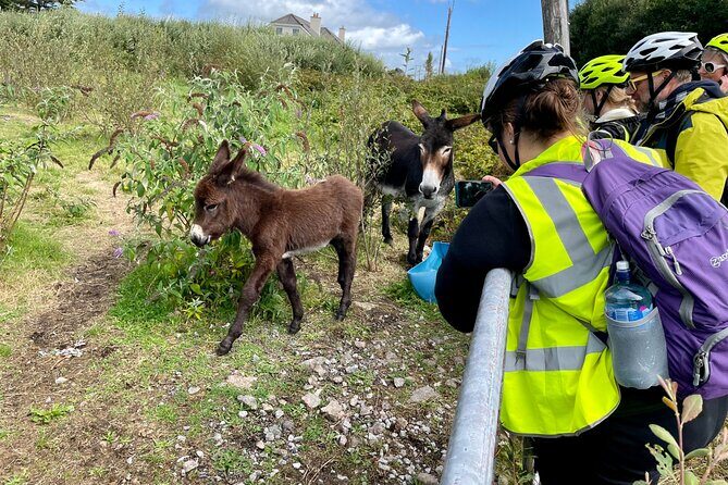 Taste of Connemara Tour by Electric Fat Tyre Bike - Furbo boglands: seeing turf being prepared for winter fuel