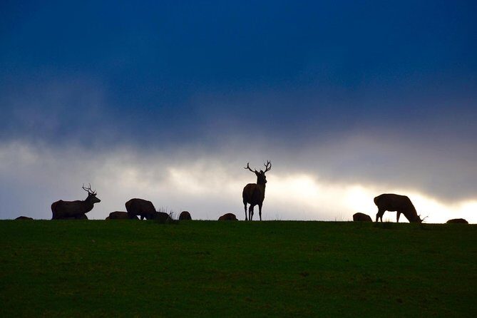 The Best Two Day Tours in Ireland: The Ring of Kerry and Dingle Slea Head Tours - Timing: Why Two Full Days Feels Different Than Two Random Stops