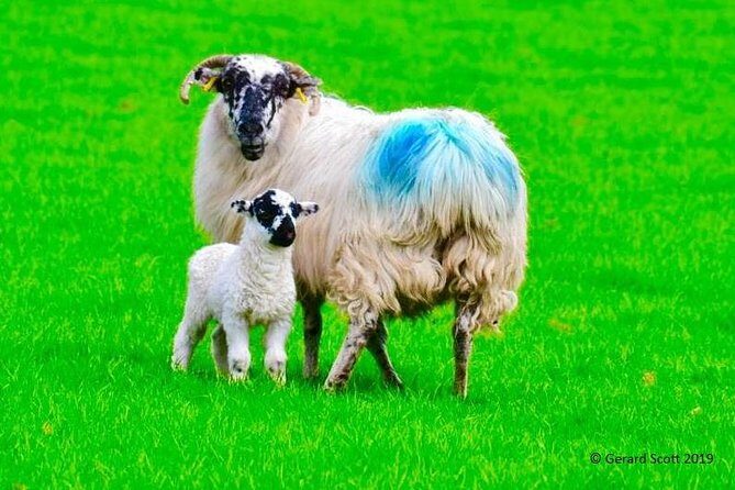 The Best Two Day Tours in Ireland: The Ring of Kerry and Dingle Slea Head Tours - Pickup From Your Killarney Hotel, Then the Day Runs