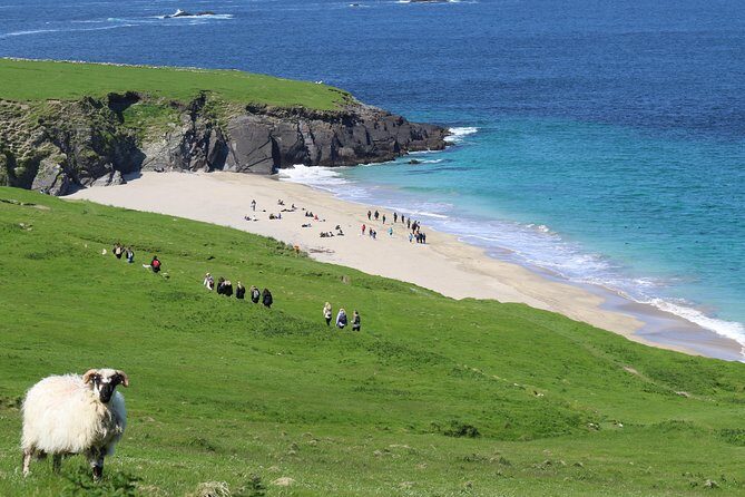 The Great Blasket Island Experience - Premium Tour - The speed-boat eco run: caves, coves, and wildlife odds