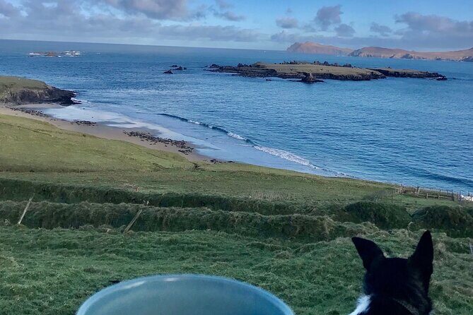 The Great Blasket Island Experience - Premium Tour - The OPW abandoned village: what ruins add to your walk