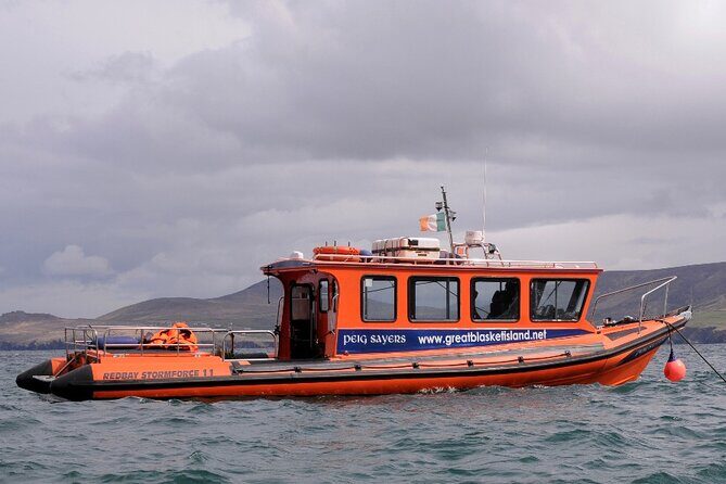 The Great Blasket Island Experience - Premium Tour - Wildlife spotting on the return run: when the day gets wild