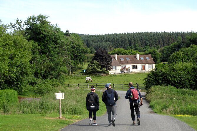 Trek the Tombs and Trails in the Dublin Mountains - Picking wild berries (seasonal): a fun break you can actually use