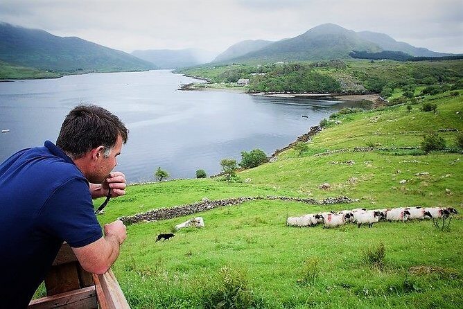 Visit traditional working sheep farm with sheepdog demo. Galway. - What I’d call the sweet spot
