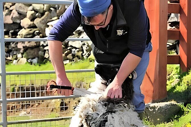Visit traditional working sheep farm with sheepdog demo. Galway. - Getting to Killary Sheep Farm: Westport area, own transport, mountain roads