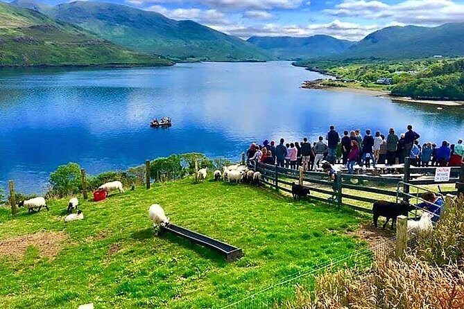 Visit traditional working sheep farm with sheepdog demo. Galway. - The sheepdog herding show with Rex: why the setup is so impressive