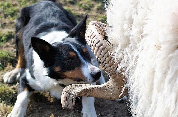 Visit traditional working sheep farm with sheepdog demo. Galway. - If lambs are around: bottle-feeding and holding baby sheep