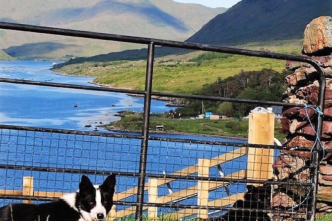 Visit traditional working sheep farm with sheepdog demo. Galway. - Hand shearing in summer: a rare tradition, not a year-round guarantee