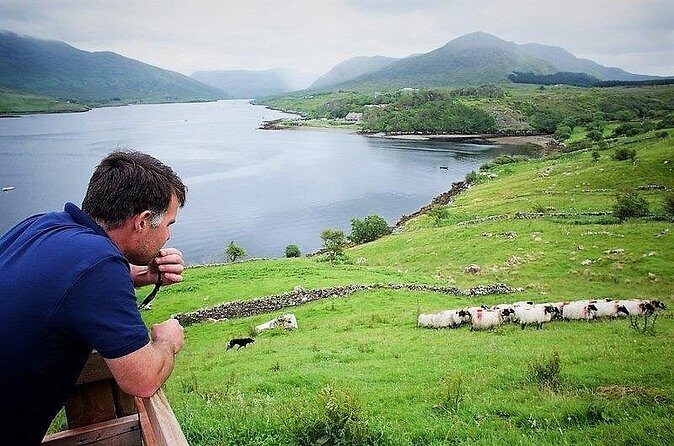 Visit traditional working sheep farm with sheepdog demo. Galway. - Price and value: $24.45 for a lot of real farm time