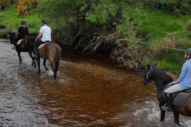 Wicklow Mountains Horse Trekking - Horses You Can Trust, Guides You Actually See