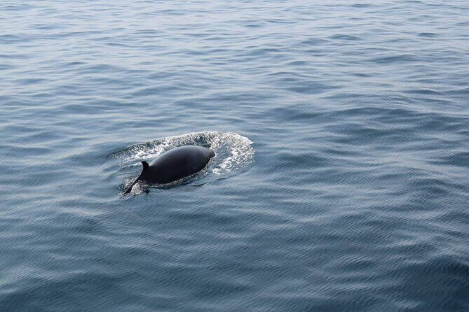 Wildlife Tour - Dingle Dolphin Boat Tours: what a 4-hour wildlife cruise really feels like