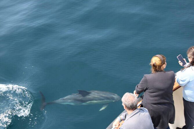 Wildlife Tour - The wildlife-first approach: dolphins, whales, seals, and seabirds